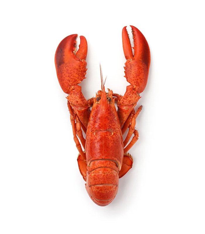 vg-sf-frshs-8.jpg Whole Cornish Lobster - Ảnh 1